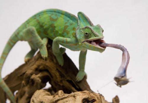 Хамелеоны: уникальные существа с невероятными способностями 11