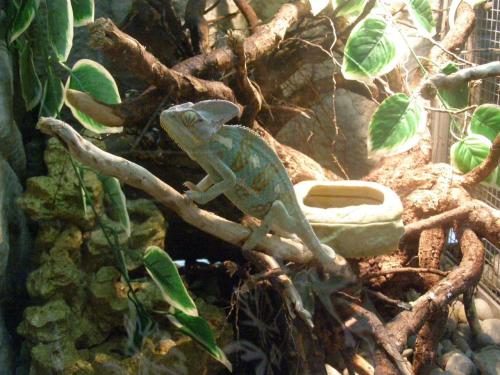 Хамелеоны: уникальные существа с невероятными способностями 09