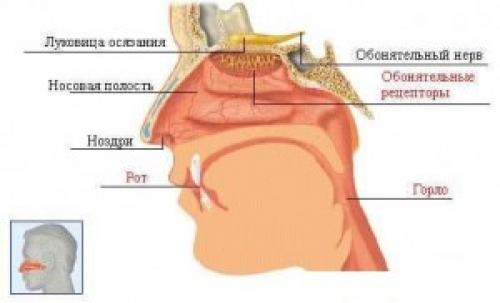Почему некоторые люди лучше различают запахи, чем другие. Почему женщины лучше мужчин различают запахи?