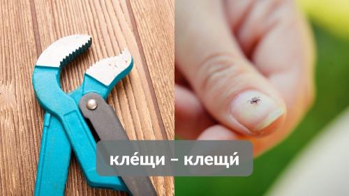 Как неправильное ударение может изменить значение слова. Омографы: как «ударный» кузнечик меняет смысл слова, а с ней и нашу жизнь