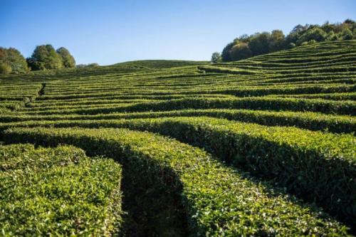 О Краснодаре факты. Интересные факты о Краснодаре. 10