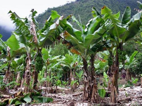 50 интересных фактов о бананах. Интересные факты о бананах 02