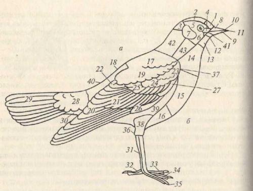 Битва клыков: кто в природе обладает самыми сильными когтями 05