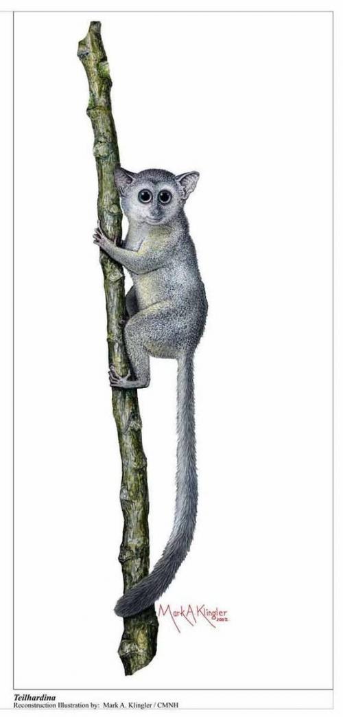 Почему некоторые животные имеют когти, которые могут вырасти до внушительных размеров. Переход от когтей к ногтям у приматов оказался сложнее, чем думали ранее