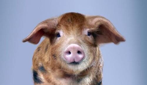 В чем перспективы использования сердца свиньи для лечения сердечных заболеваний у людей. Врачи успешно пересадили свиное сердце в организм человека