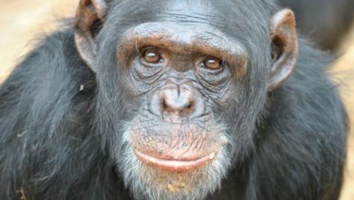 В чем перспективы использования сердца свиньи для лечения сердечных заболеваний у людей. Врачи успешно пересадили свиное сердце в организм человека