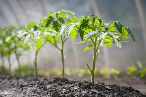 Как простейшие влияют на здоровье почвы и растений. Как бактерии стимулируют рост растений?