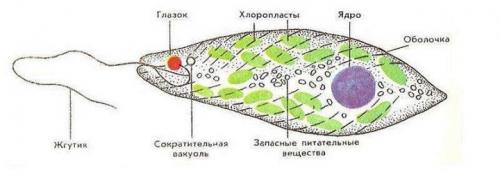 Изучение жизни в единственной клетке: удивительный мир организмов простейших 15