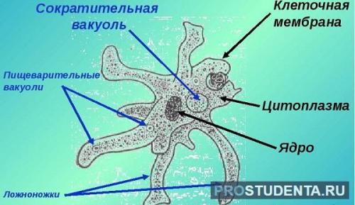 Изучение жизни в единственной клетке: удивительный мир организмов простейших 01