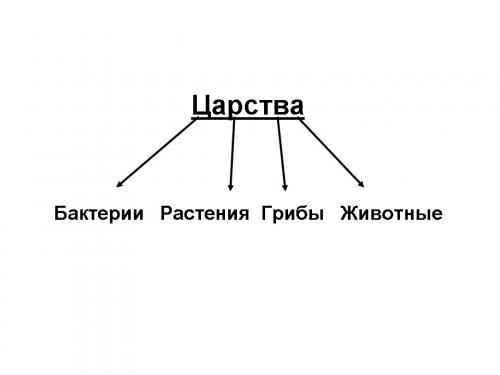 Изучение жизни в единственной клетке: удивительный мир организмов простейших 06