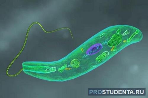 Изучение жизни в единственной клетке: удивительный мир организмов простейших 02