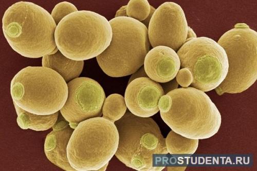 Изучение жизни в единственной клетке: удивительный мир организмов простейших 04