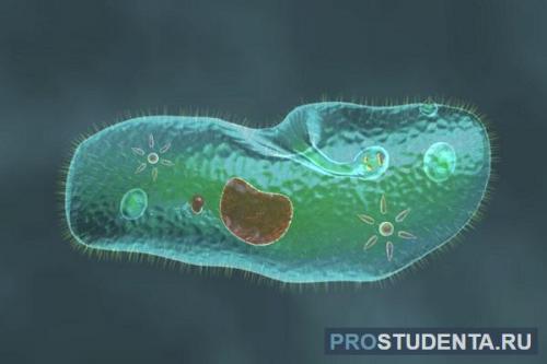 Изучение жизни в единственной клетке: удивительный мир организмов простейших 03
