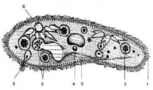 Удивительные свойства инфузории туфельки: что делает их такими уникальными 04
