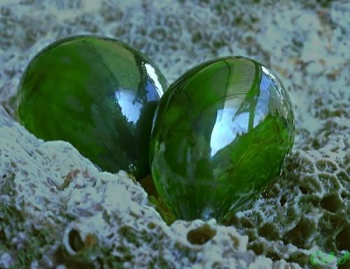 Самые большие одноклеточные организмы в мире. Самые большие живые клетки на свете