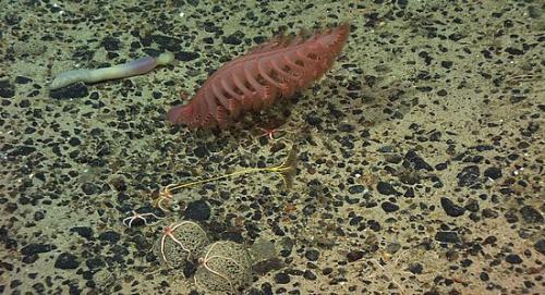 Самые большие одноклеточные организмы в мире. Самые большие живые клетки на свете