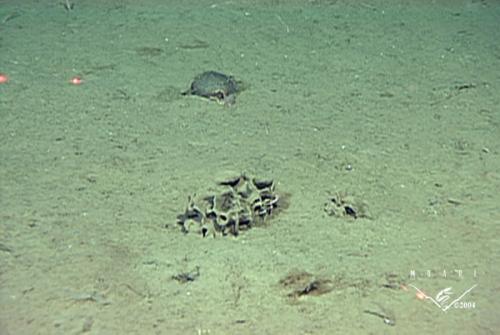 Самые большие одноклеточные организмы в мире. Самые большие живые клетки на свете