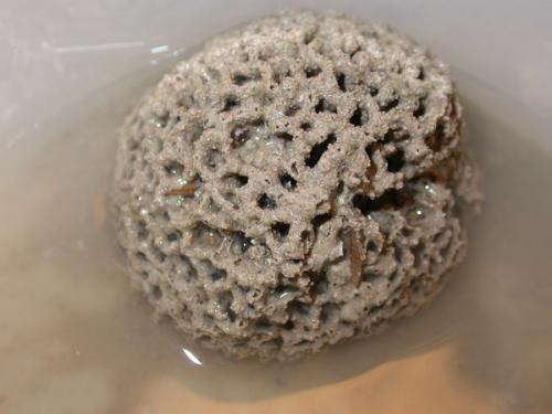 Самые большие одноклеточные организмы в мире. Самые большие живые клетки на свете