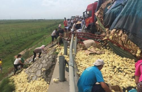 Ужасная авария, бедные птенцы! 03