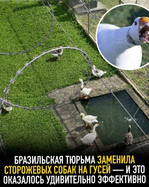 Бразильская тюрьма использует гусей в качестве охранников - и это на удивление эффективно, потому что гуси крайне агрессивны.  