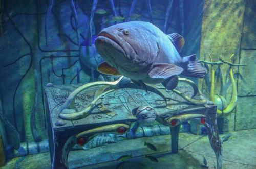 Гигантский океанариум в центре дубай молл. 03