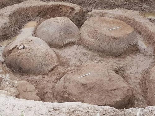 В Аргентине нашли четыре окаменевших панциря вымерших броненосцев глиптодонтов. 02