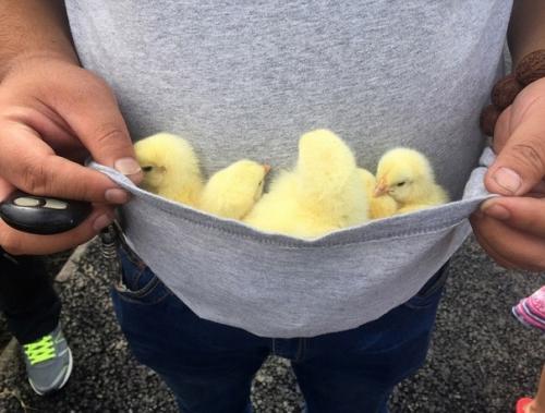 Ужасная авария, бедные птенцы! 02