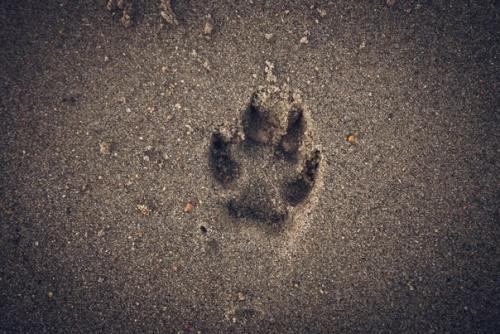 Дома на колесах Karso Caravans на севере баренцево море. 04