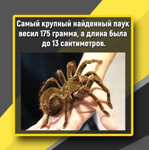 Pricheoda - Goliath (прицееда - голиаф) - это один из самых крупных видов прицееды, насекомых, обитающих в тропических лесах южной Америки. 01