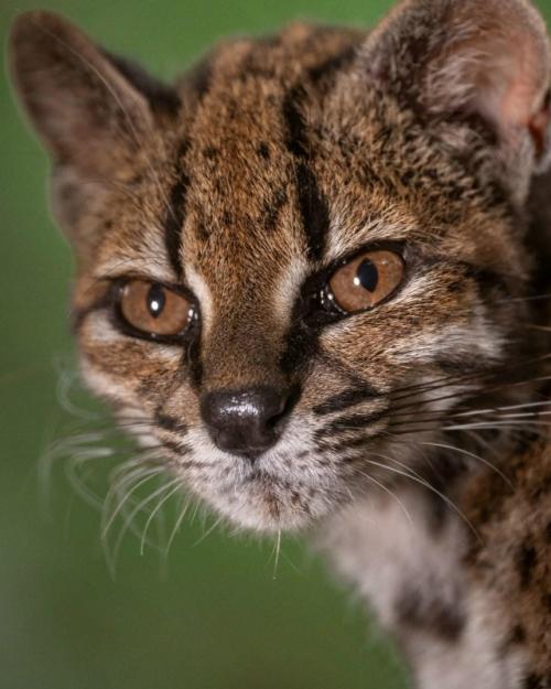 Leopardus Tigcayo - крошечная дикая кошка весом чуть больше килограмма. 04