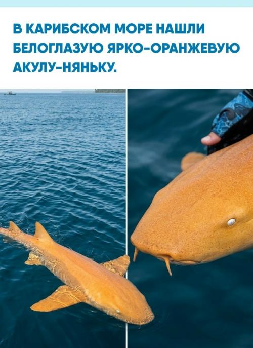 Необычную двухметровую хищницу удивительного желто - оранжевого оттенка заметили на глубине 37 метров у берегов национального парка тортугеро.  