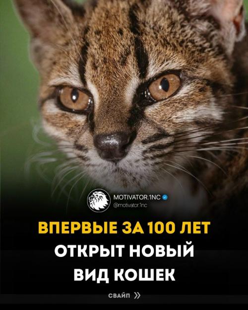Leopardus Tigcayo - крошечная дикая кошка весом чуть больше килограмма.  