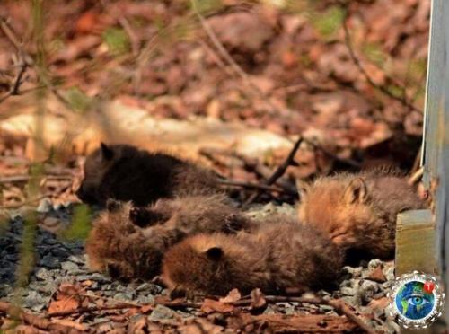 А чтo бы ты cдeлaл, ecли вдpуг нaшeл нa зaднeм двope cвoeгo дoмa лoгoвo мaлeньких лиcичeк? 08