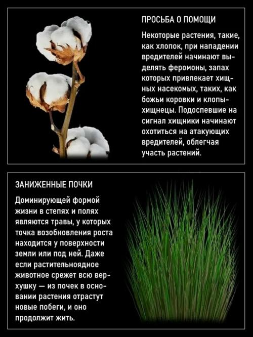 Среди растений иногда встречаются пожиратели животных. 01