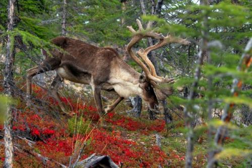 Плато анабар, Россия. 04