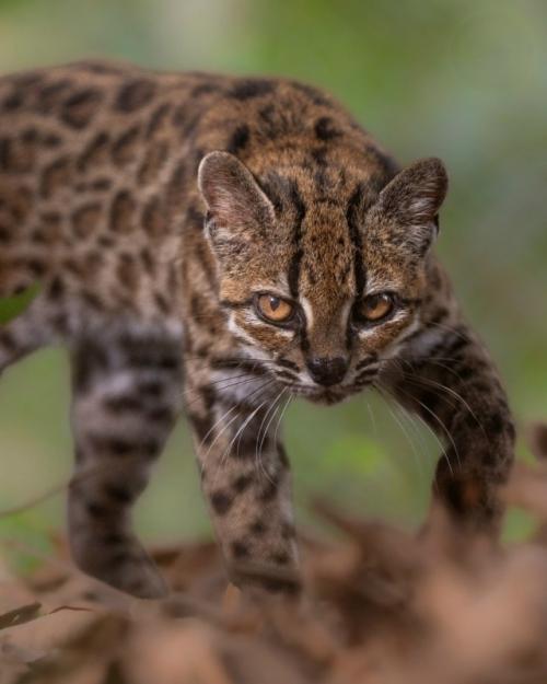 Leopardus Tigcayo - крошечная дикая кошка весом чуть больше килограмма. 03