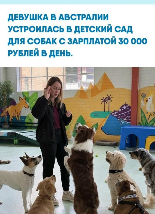 Каждое утро владельцы привозят австралийке от 8 до 12 питомцев и оставляют их под присмотром до самого вечера. 

