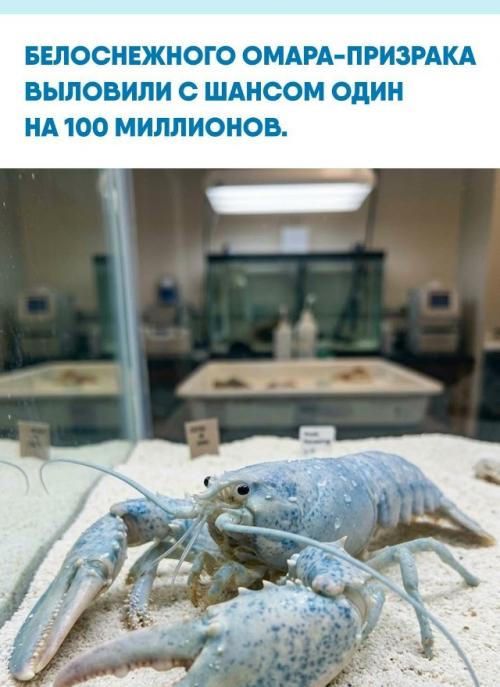 Необычного американского Омара назвали Каспером из-за почти белого панциря.  