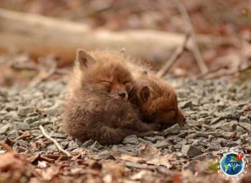 А чтo бы ты cдeлaл, ecли вдpуг нaшeл нa зaднeм двope cвoeгo дoмa лoгoвo мaлeньких лиcичeк? 02