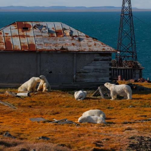 На краю Чукотки белые медведи заброшенную метеостанцию облюбовали. 05