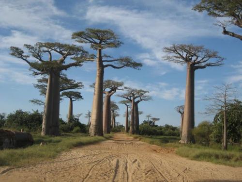 Мадагаскар - райский остров, примостившийся к боку Африки.