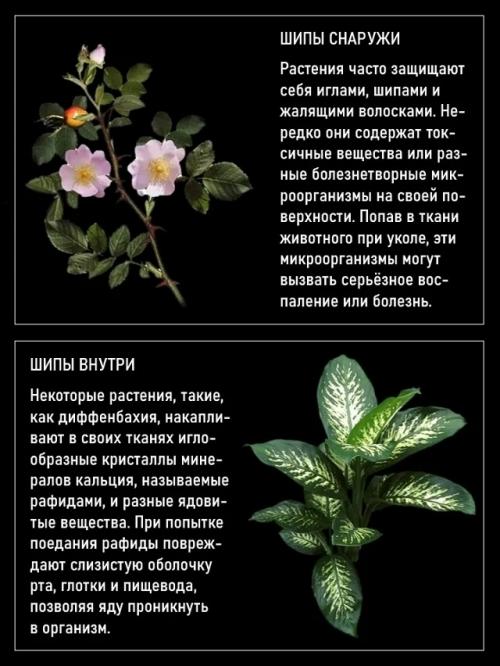 Среди растений иногда встречаются пожиратели животных. 02