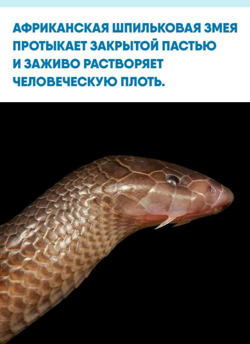 Под землями Африки скрывается незаметный полуметровый хищник, способный вонзить ядовитые зубы в жертву даже не разжимая челюстей.  