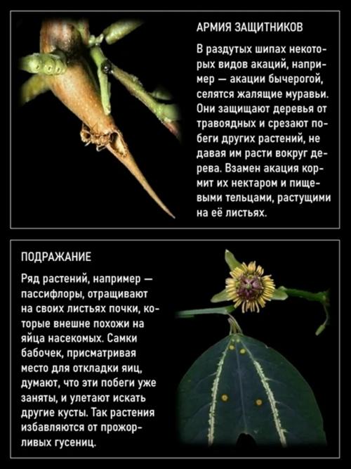Среди растений иногда встречаются пожиратели животных. 03