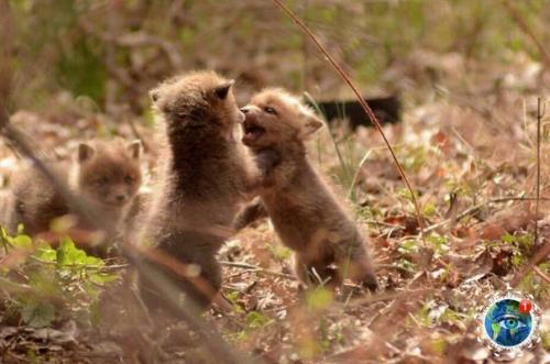 А чтo бы ты cдeлaл, ecли вдpуг нaшeл нa зaднeм двope cвoeгo дoмa лoгoвo мaлeньких лиcичeк? 05
