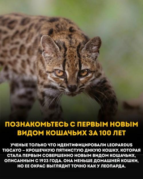 Leopardus Tigcayo - крошечная дикая кошка весом чуть больше килограмма. 01