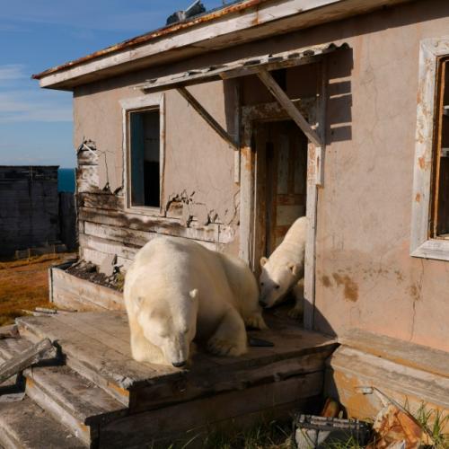 На краю Чукотки белые медведи заброшенную метеостанцию облюбовали. 08