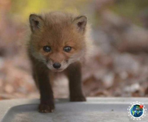 А чтo бы ты cдeлaл, ecли вдpуг нaшeл нa зaднeм двope cвoeгo дoмa лoгoвo мaлeньких лиcичeк? 07