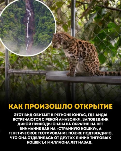 Leopardus Tigcayo - крошечная дикая кошка весом чуть больше килограмма. 02