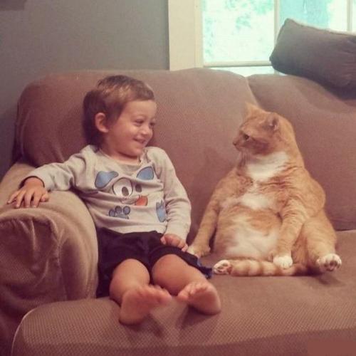 15 правил жизни настоящего кота. 07